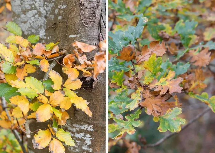 Tv1613-albaek-naesehornvej-4 Ålbæk